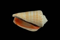 紅嬌鳳凰螺藏品圖，第4張